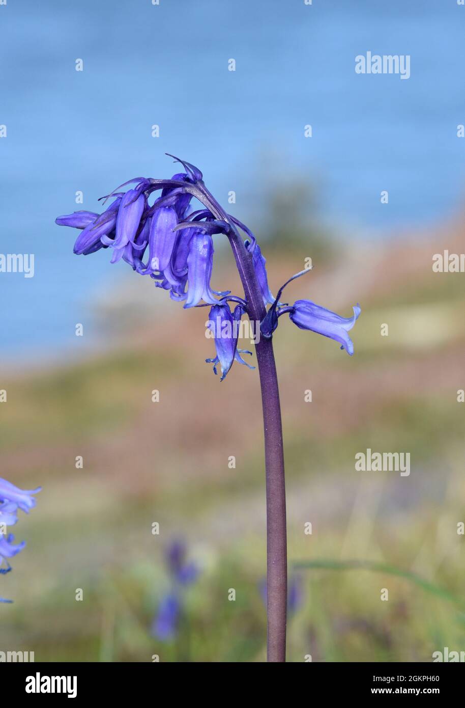 Bluebell - Hyacinthoides non scripta Foto Stock