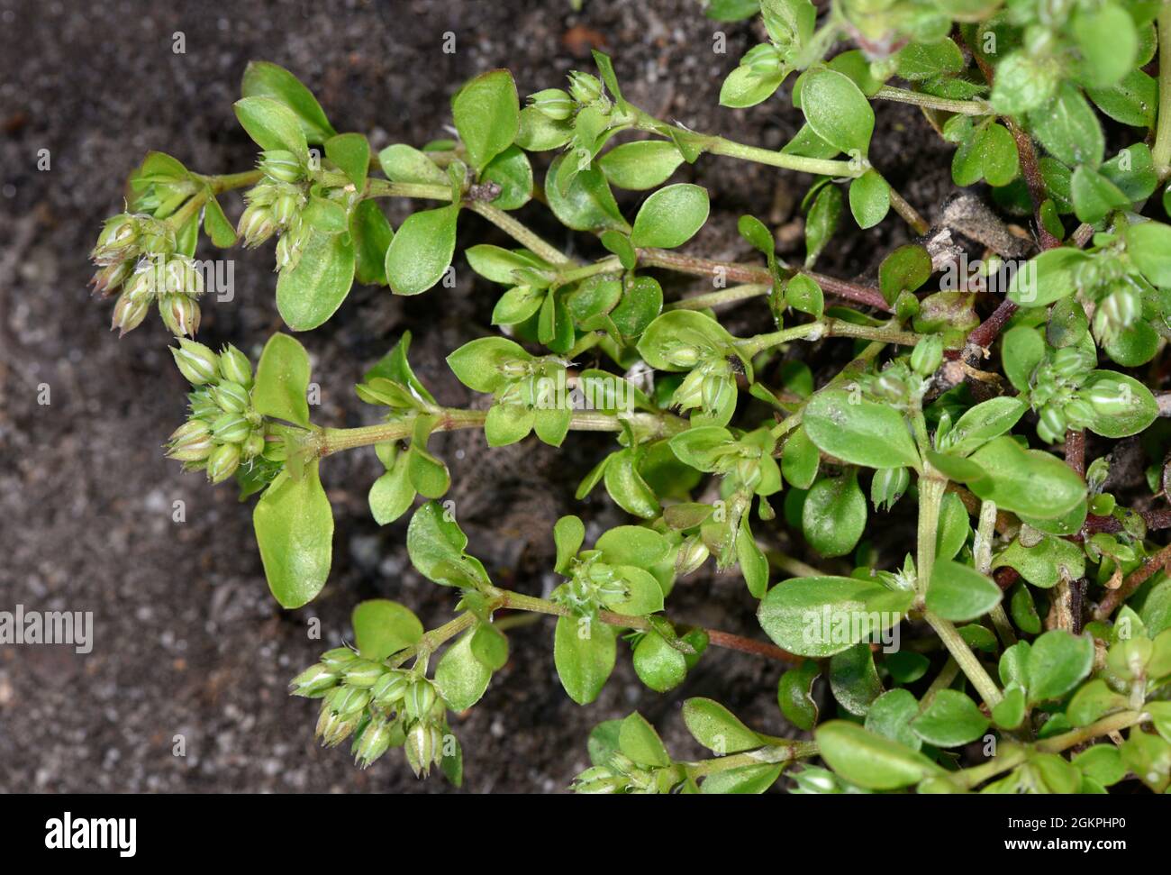 Semi di alloro a quattro foglie - policarpone tetrafillum Foto Stock