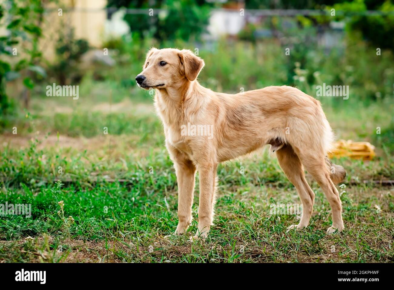 Cane in pelliccia leggero con gioia Foto Stock