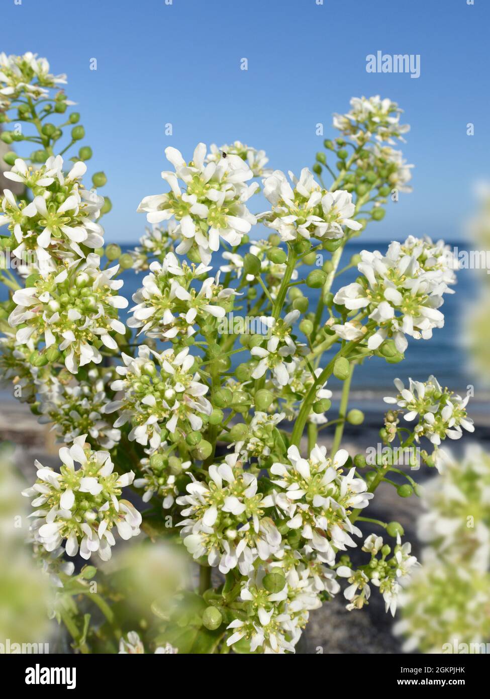 Comune Scurvy-erba - Cochlearia officinalis Foto Stock