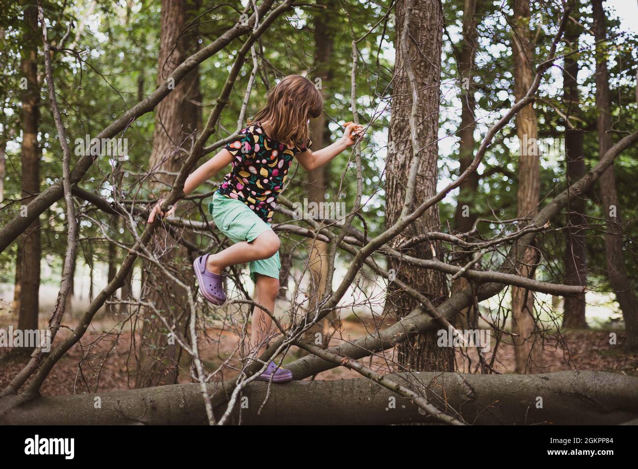 Ragazza sale un albero in una foresta Foto Stock