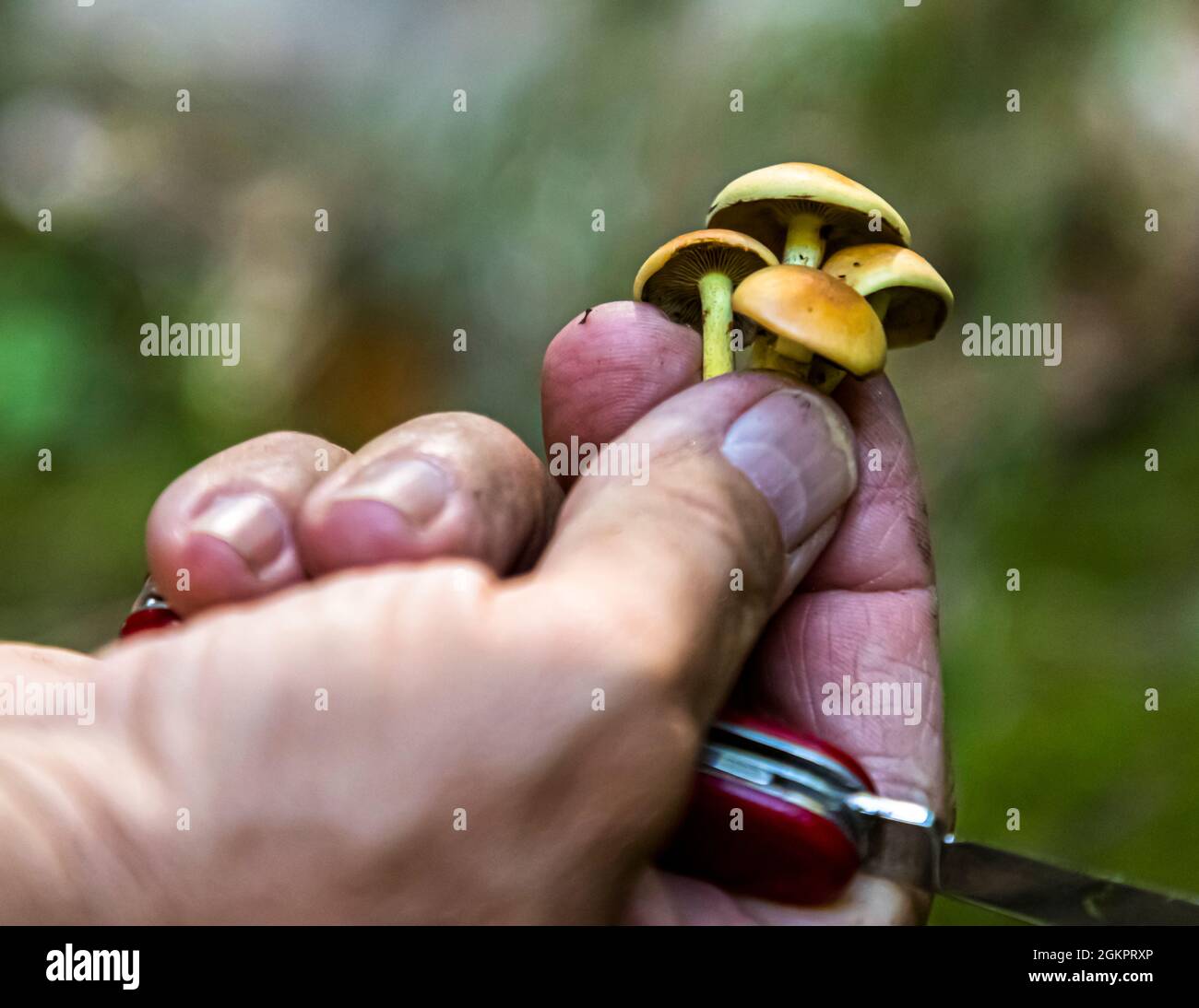 Sulla strada con la guida escursionistica Luca Goldhorn nel sito patrimonio dell'umanità dell'UNESCO della Valle Maggia. Il cuoco esperto conosce molto i prodotti commestibili della foresta, il Circolo della Maggia, Svizzera Foto Stock