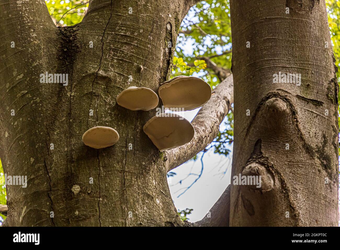 Sulla strada con la guida escursionistica Luca Goldhorn nel sito patrimonio dell'umanità dell'UNESCO della Valle Maggia. I funghi non danneggiano i faggi. Si può anche stare su di loro, Circolo della Maggia, Svizzera Foto Stock