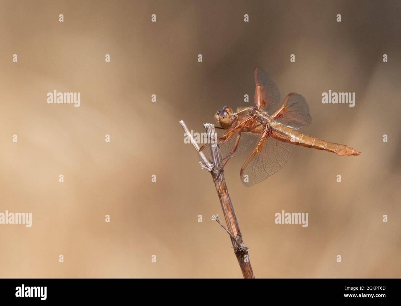 Una libellula perches su un ramoscello asciutto-su 15 giugno 2021 alla base di aeronautica di Travis, California. Travis AFB ospita molti tipi di fauna selvatica, tra cui specie minacciate o in via di estinzione. Le basi militari ospitano spesso un'ampia gamma di animali selvatici locali grazie agli ampi spazi protetti a livello federale. Le installazioni militari tendono a fare buone case per la fauna selvatica perché le persone su basi militari raramente entrano in contatto con o molestano la fauna selvatica presente lì. Foto Stock
