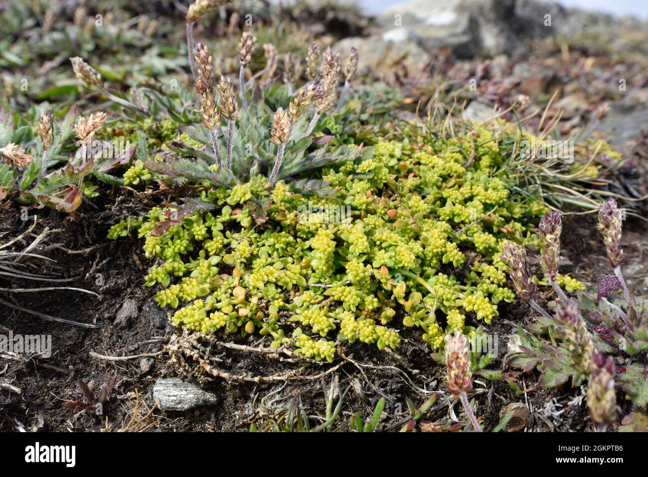 Orlata Rupturewort - Herniaria ciliolata Foto Stock