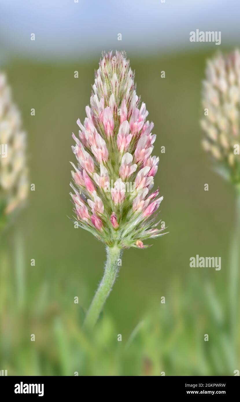 Clover a testa lunga - Trifolium incarnatum ssp. Molinerii Foto Stock