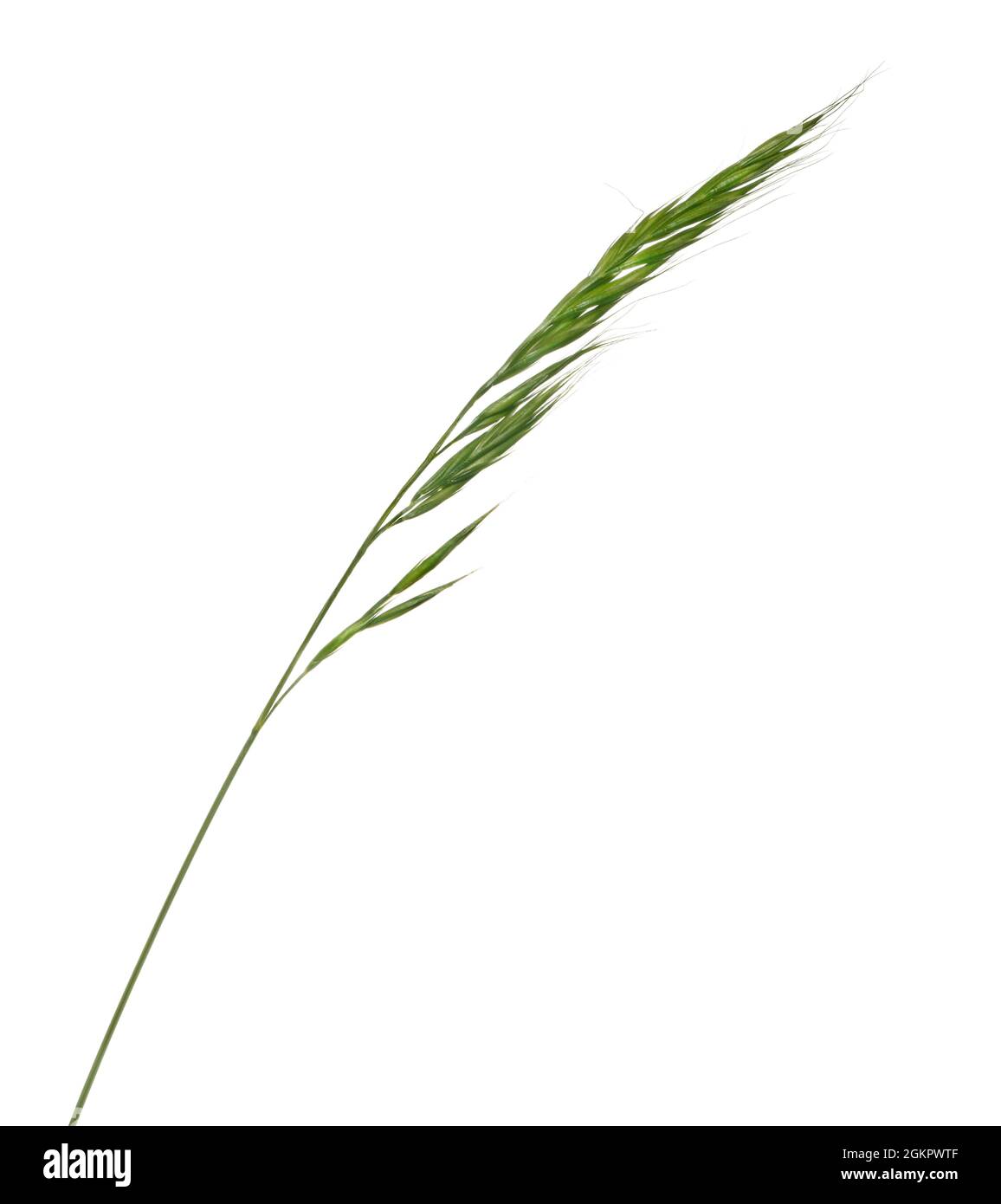 Scoiattolo-coda Fescue - Vulpia bromoides Foto Stock