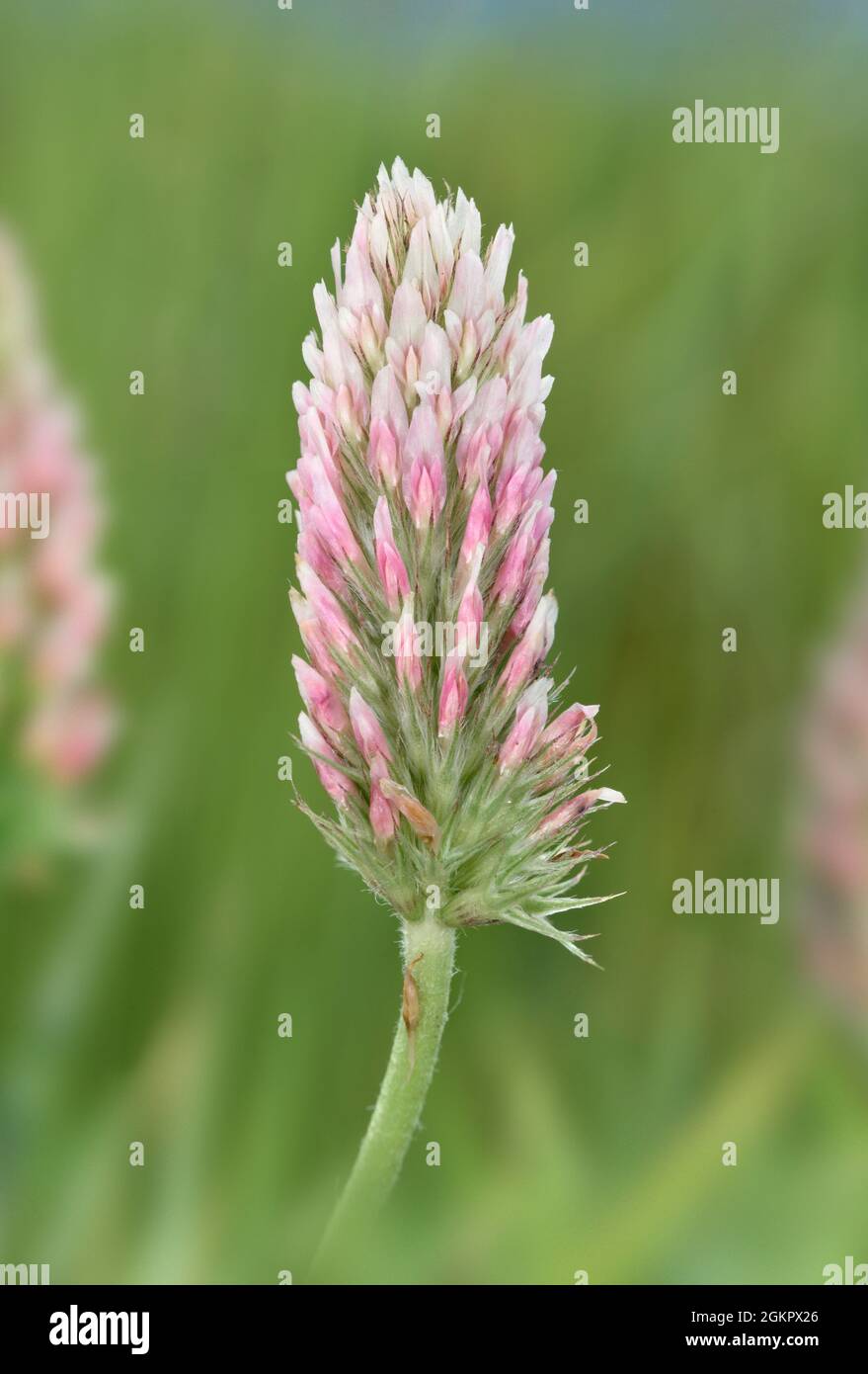 Clover a testa lunga - Trifolium incarnatum ssp. Molinerii Foto Stock