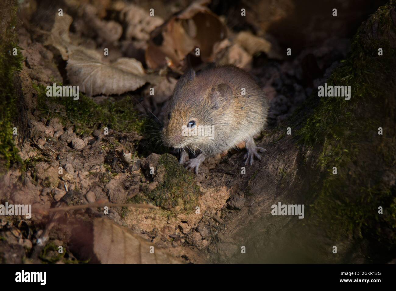 Primo piano di un topo europeo in legno [Apodemus sylvaticus] Foto Stock