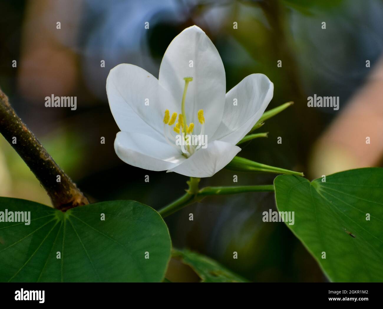 Primo piano di un fiore bianco Bauhinia in fiore Foto Stock