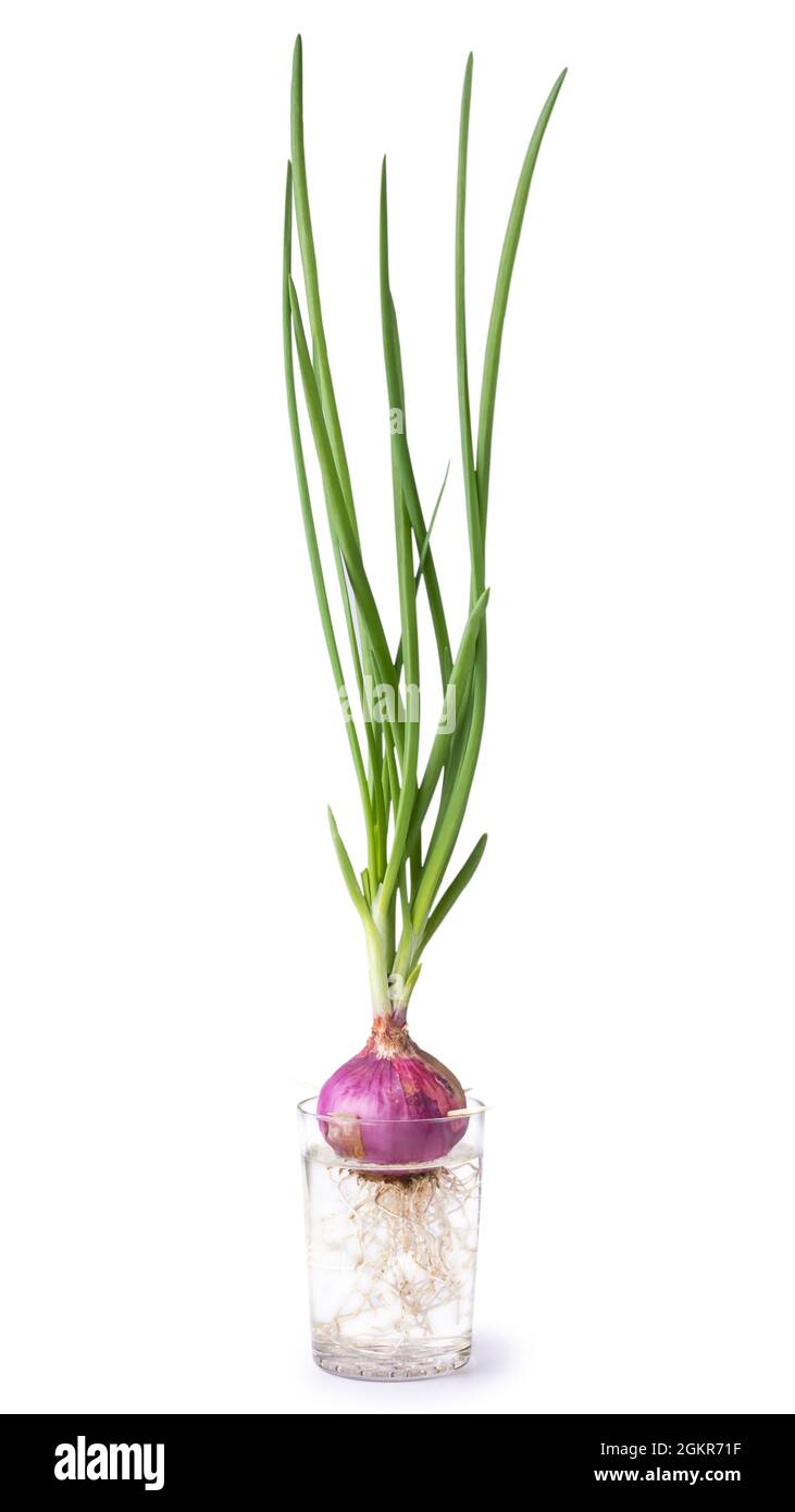 coltivazione della cipolla primaverile in un vaso o in una tazza di vetro con acqua, ortaggi biologici a base di casa, isolato su sfondo bianco, stile di vita naturale concetto Foto Stock