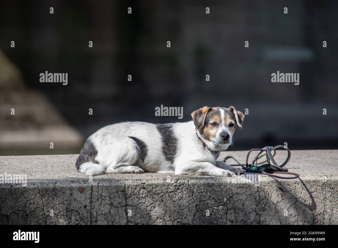 Nero e bianco Scotch terrier giace su coperta e il muro Foto Stock