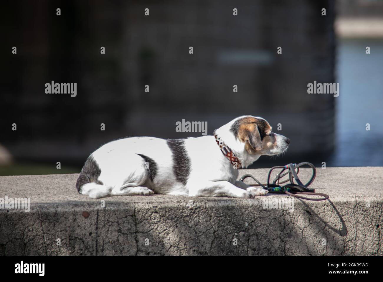 Nero e bianco Scotch terrier giace su coperta e il muro Foto Stock