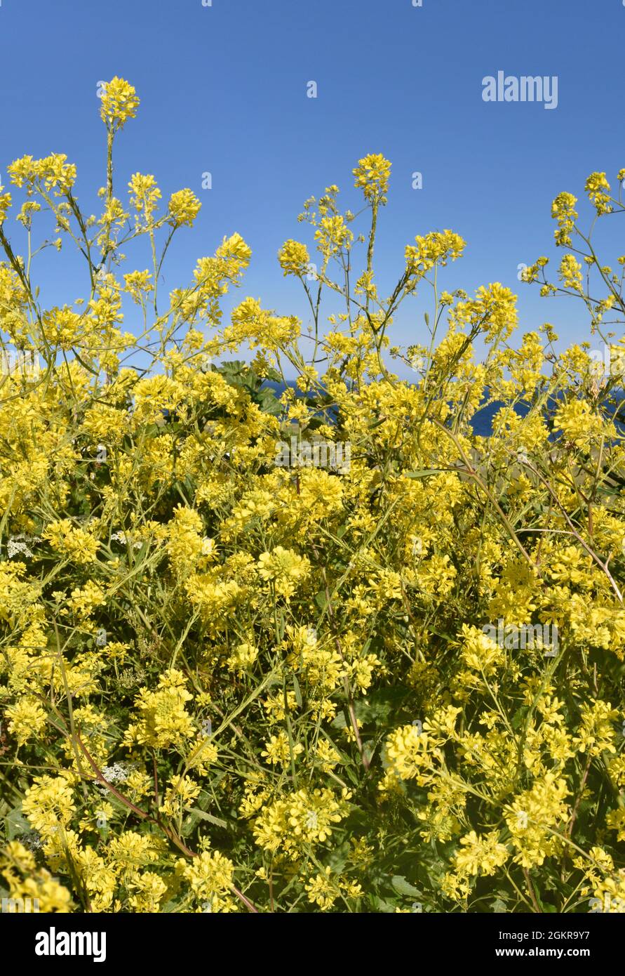 Senape nera - Brassica nigra Foto Stock