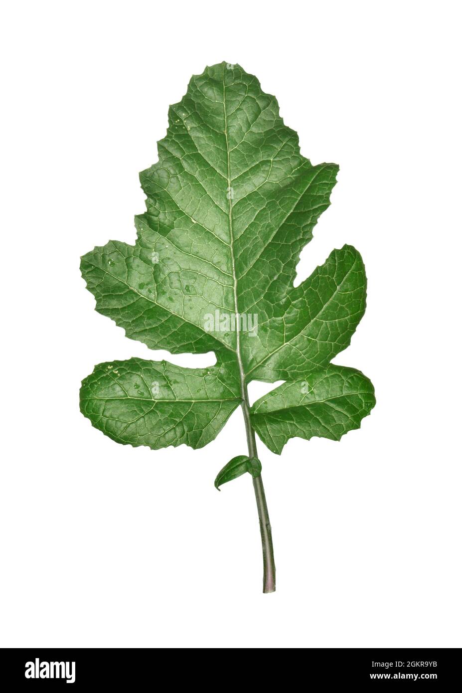 Senape nera - Brassica nigra Foto Stock