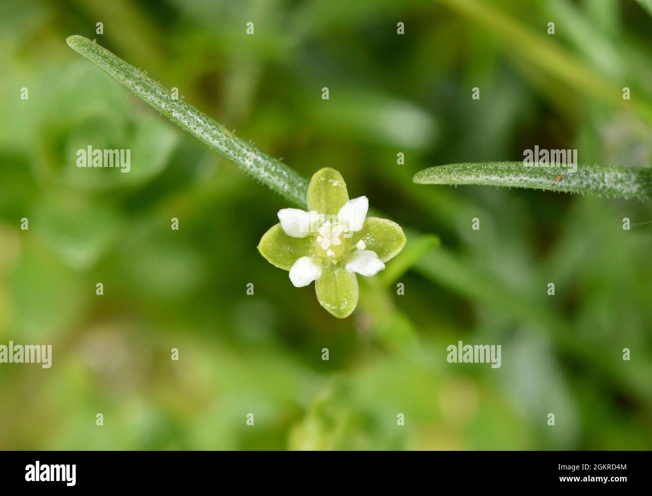 Sea Pearlwort - Sagina maritima Foto Stock