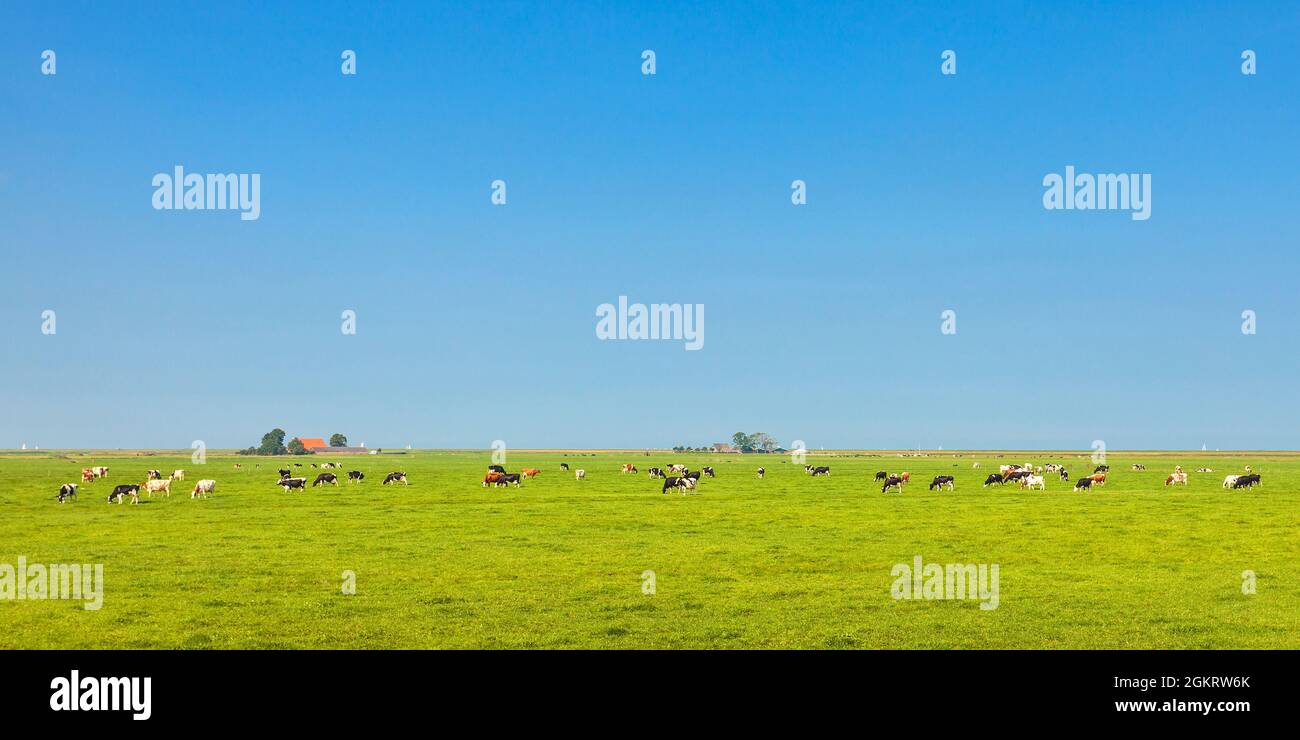 Immagine panoramica delle mucche da latte nella provincia olandese della Frisia in estate Foto Stock