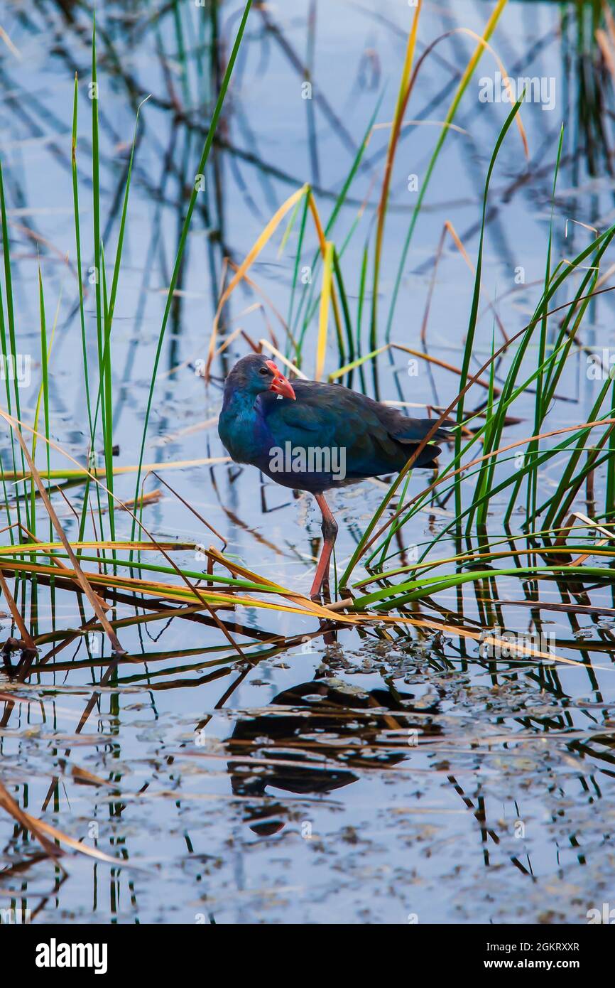 Un gallo d'acqua o un fanghello che cammina sulle piante galleggianti nella zona umida. Parco Nazionale Sam Roi Yot, sito di Ramsar in Thailandia. Foto Stock