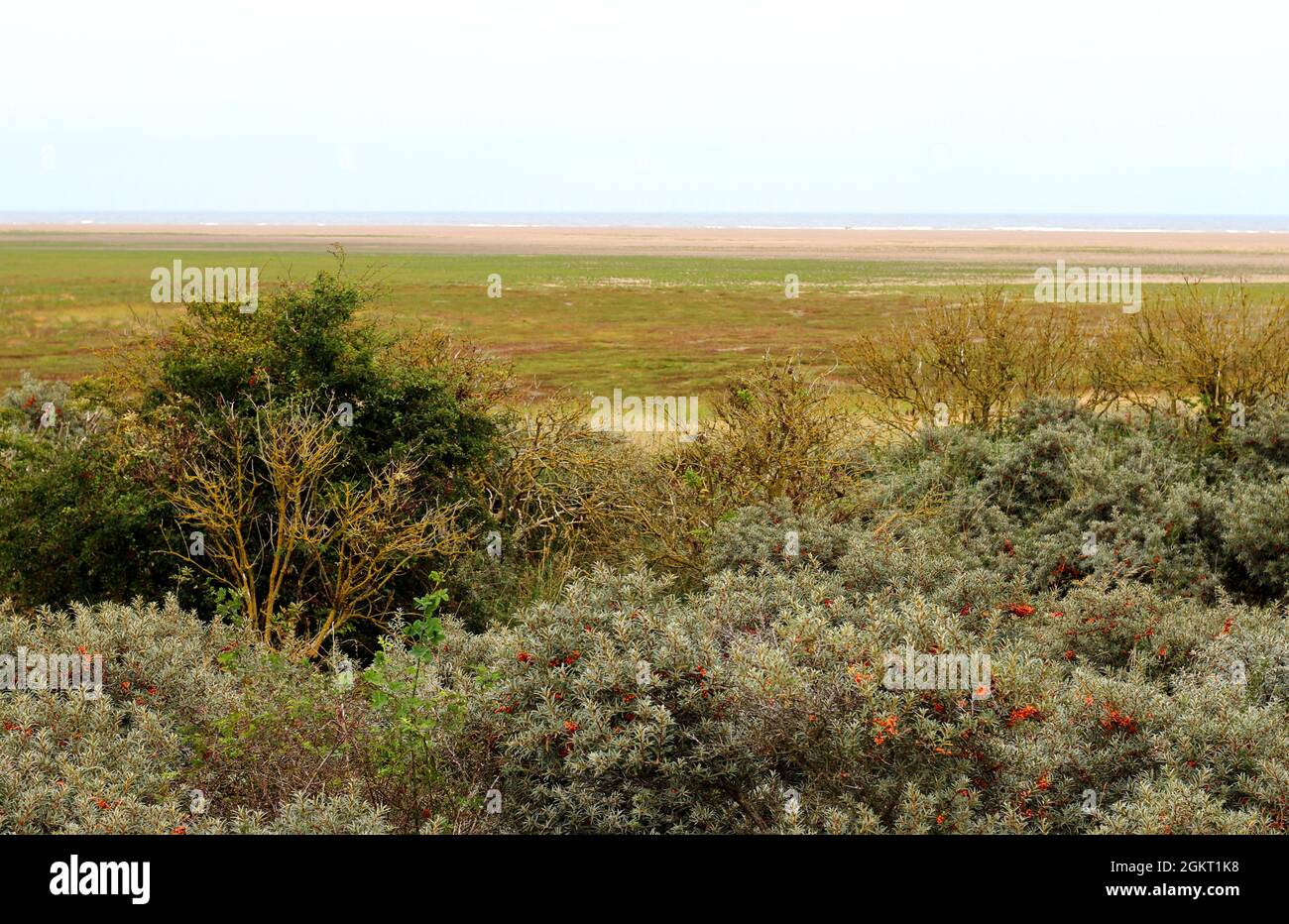 Donna Nook sulla costa del Lincolnshire. Le saline, le mudflats, le salse e le dune della zona lo rendono un paradiso per l'avifauna e le foche grigie. Foto Stock