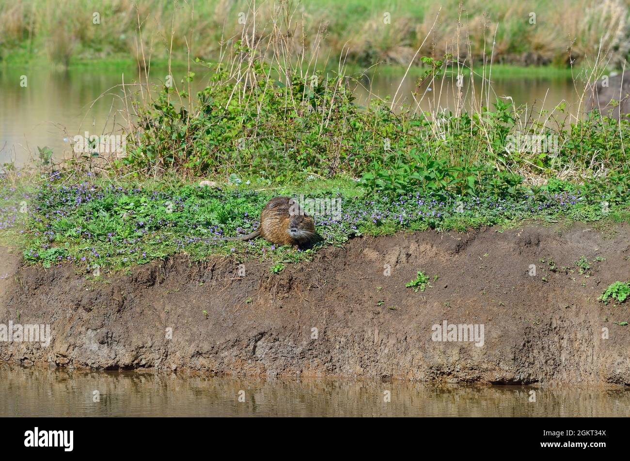 Nutria, Biberratte, coypu, miocastor coypus Foto Stock