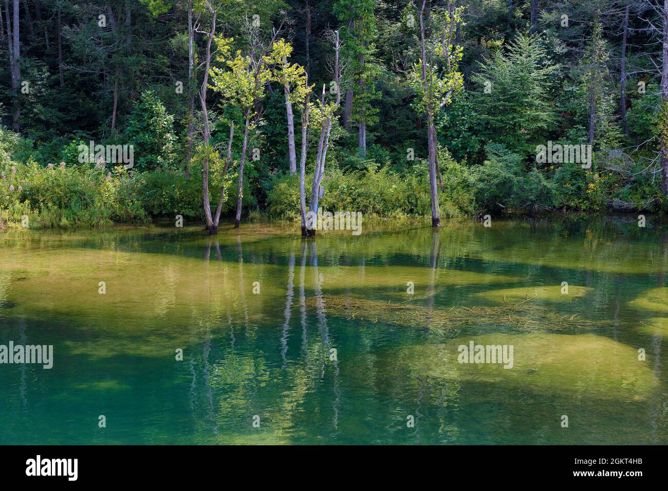 Vista panoramica del paesaggio lungo le rive delle acque cristalline del fiume Watauga e di una diga sommersa di castori in Tennessee. Foto Stock