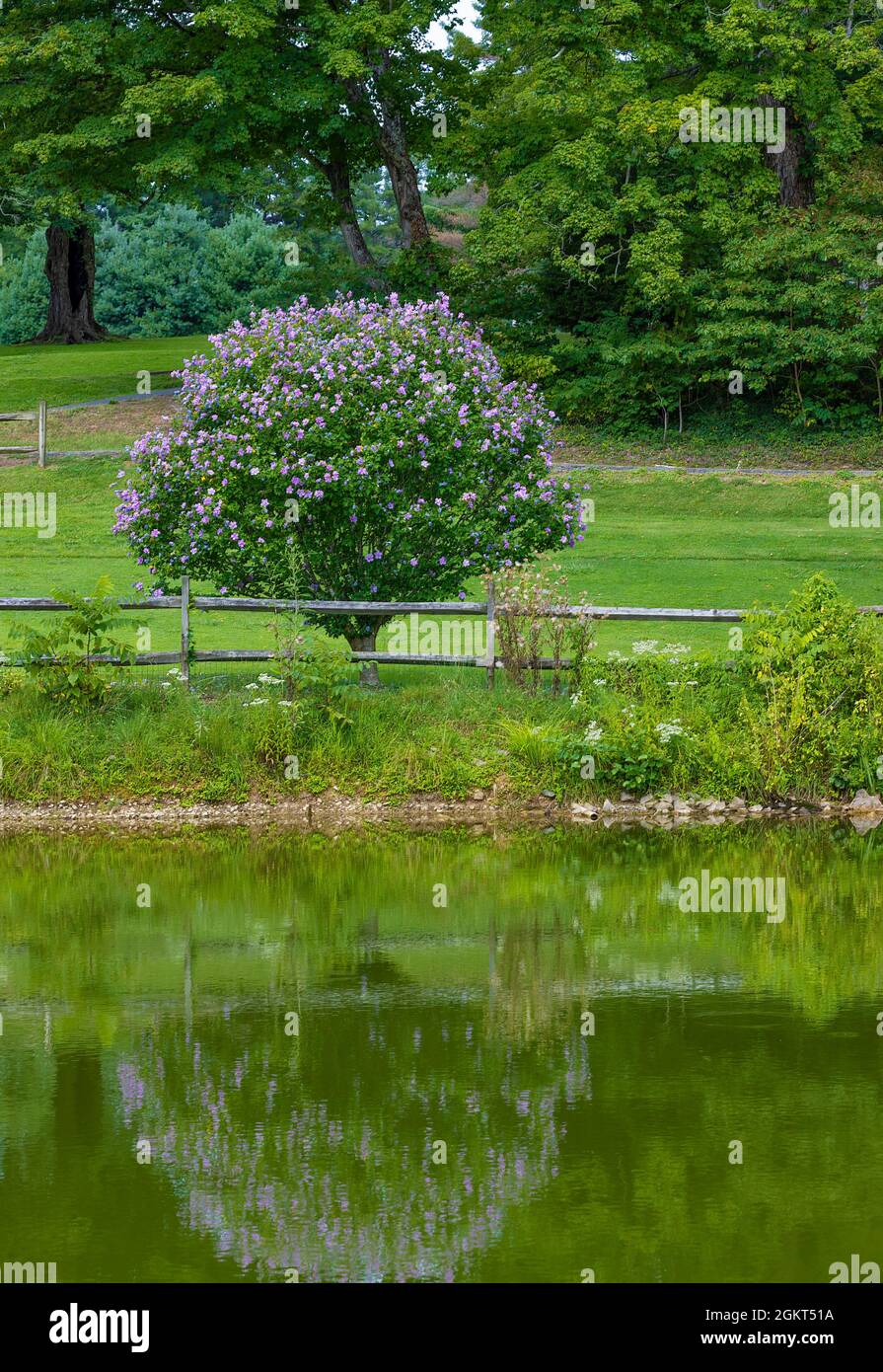 Un piccolo albero pieno di fiori color lavanda si riflette nell'acqua del lago. Foto Stock