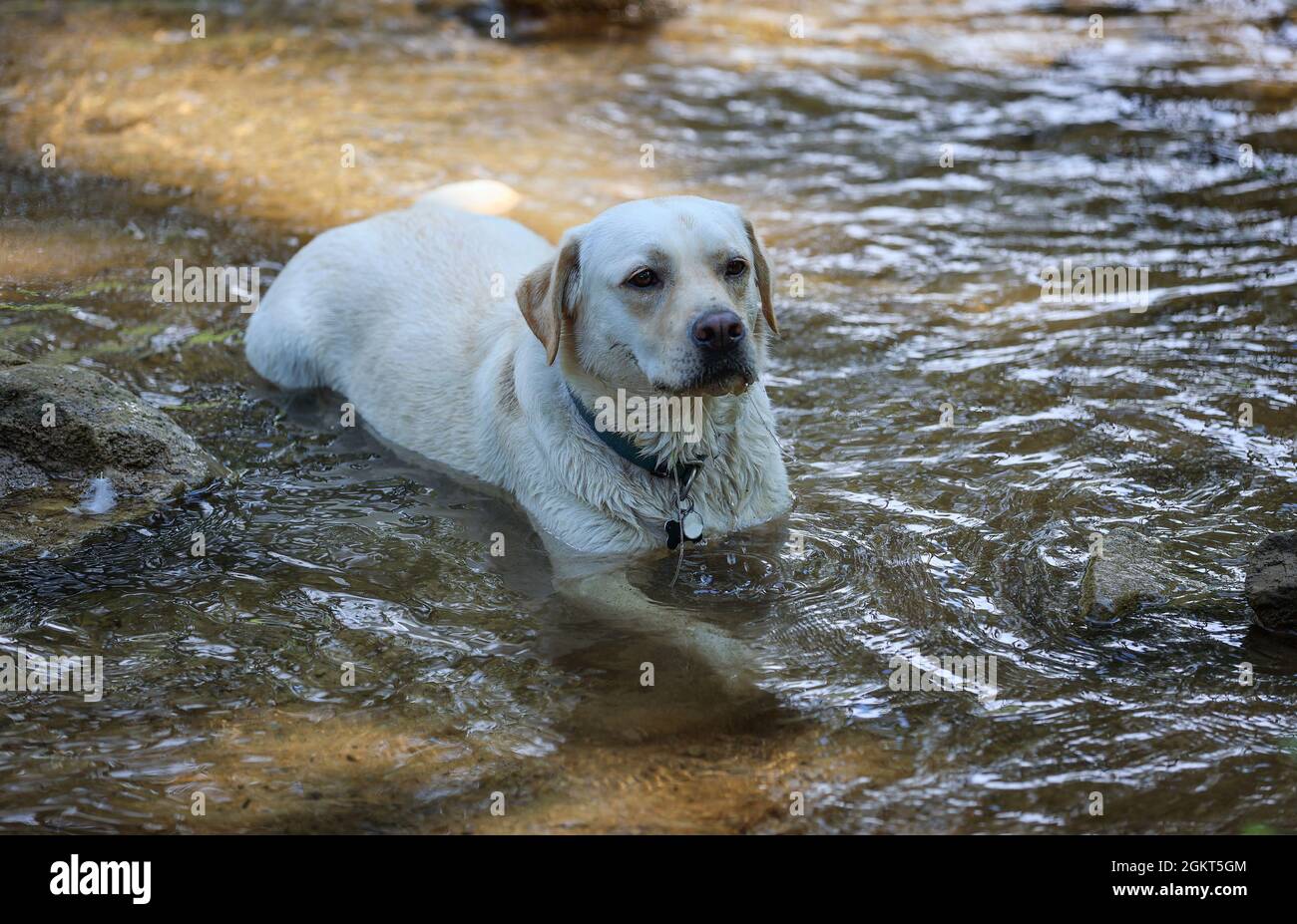 Un labador dorato si trova in acque poco profonde di un torrente per rinfrescarsi dal caldo estivo. Foto Stock