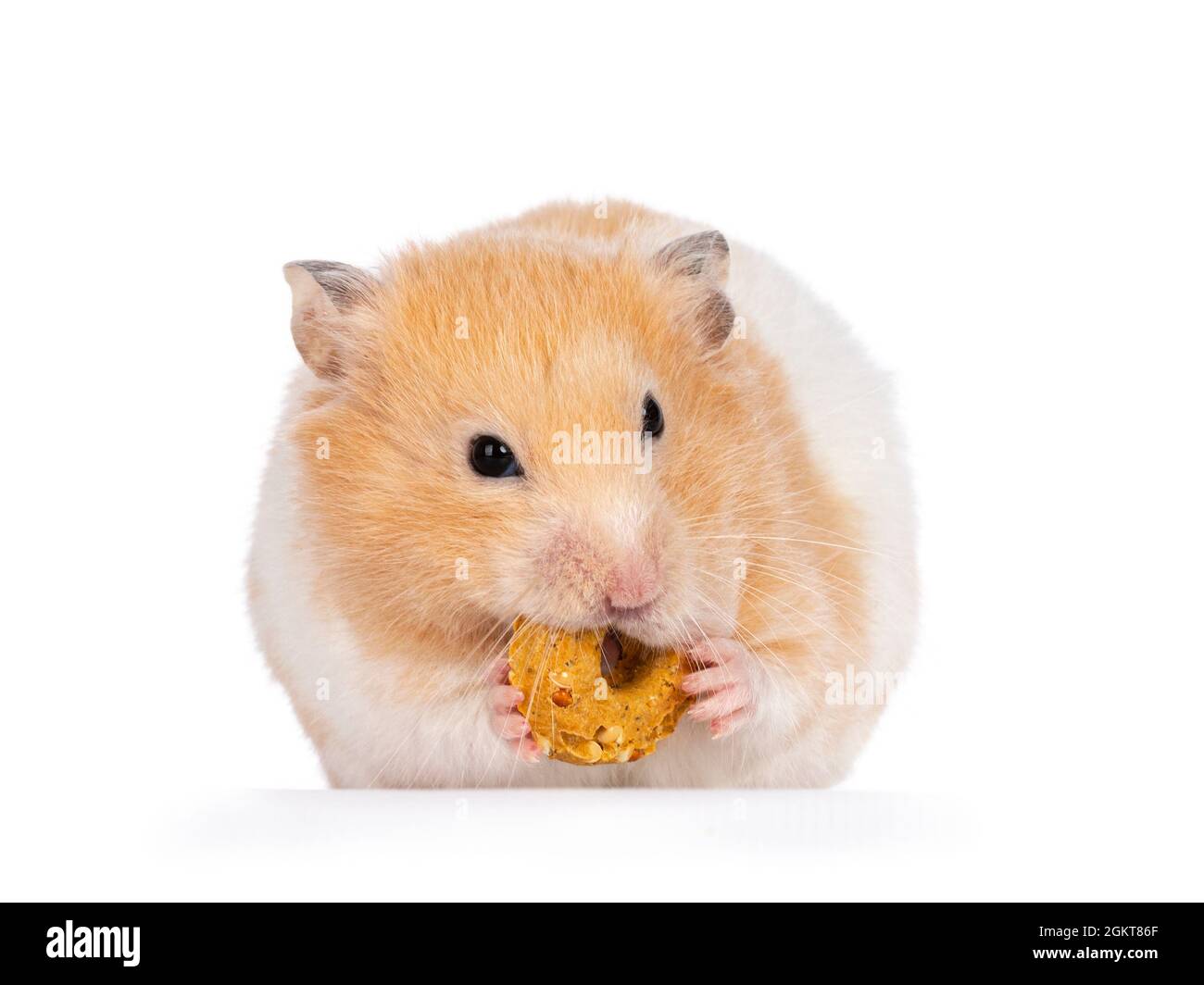 Criceto dorato adulto seduto di fronte, tenendo una ciambella in bocca e zampe. Isolato su sfondo bianco. Foto Stock
