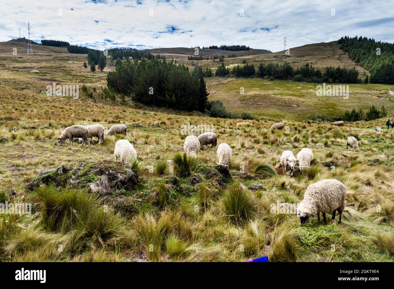 Pecore vicino Los Frailones (Monaci di pietra), formazioni rocciose vicino Cajamarca, Perù. Foto Stock