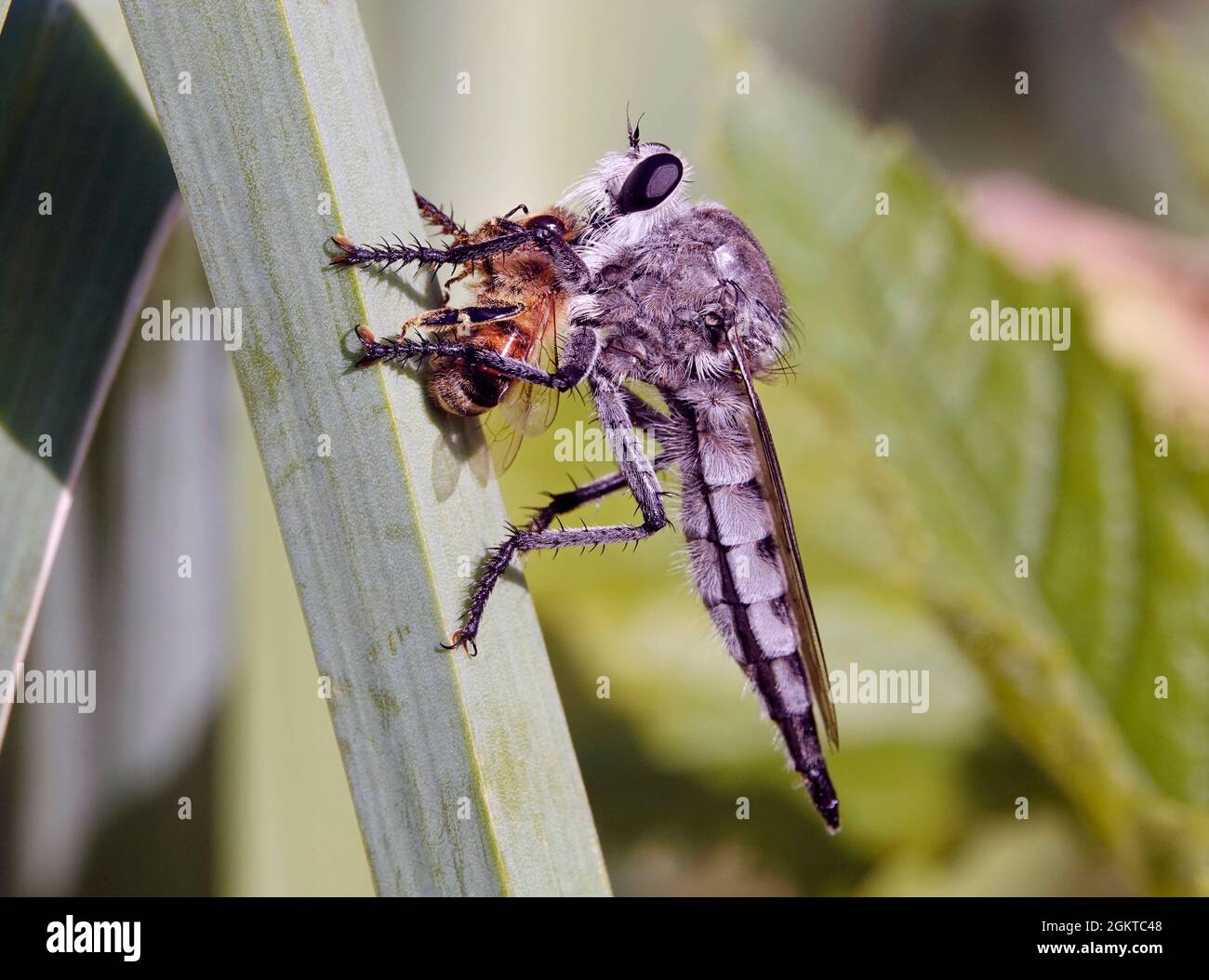 Ritratto di una mosca rapina o assassino volare, Promaco princeps, nutrendo su un'ape miele. Sono i predatori apici del mondo degli insetti. Foto Stock
