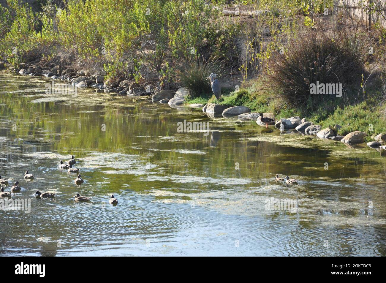 Una vista panoramica di Lower Mission Creek presa da un ponte, 28 giugno 2021, a Santa Barbara, California. Tom Fayram, direttore del distretto di controllo del flood di Santa Barbara, ha discusso di Lower Mission Creek con il Colon. Julie Balten, comandante del corpo degli ingegneri statunitensi Los Angeles District, Foto Stock