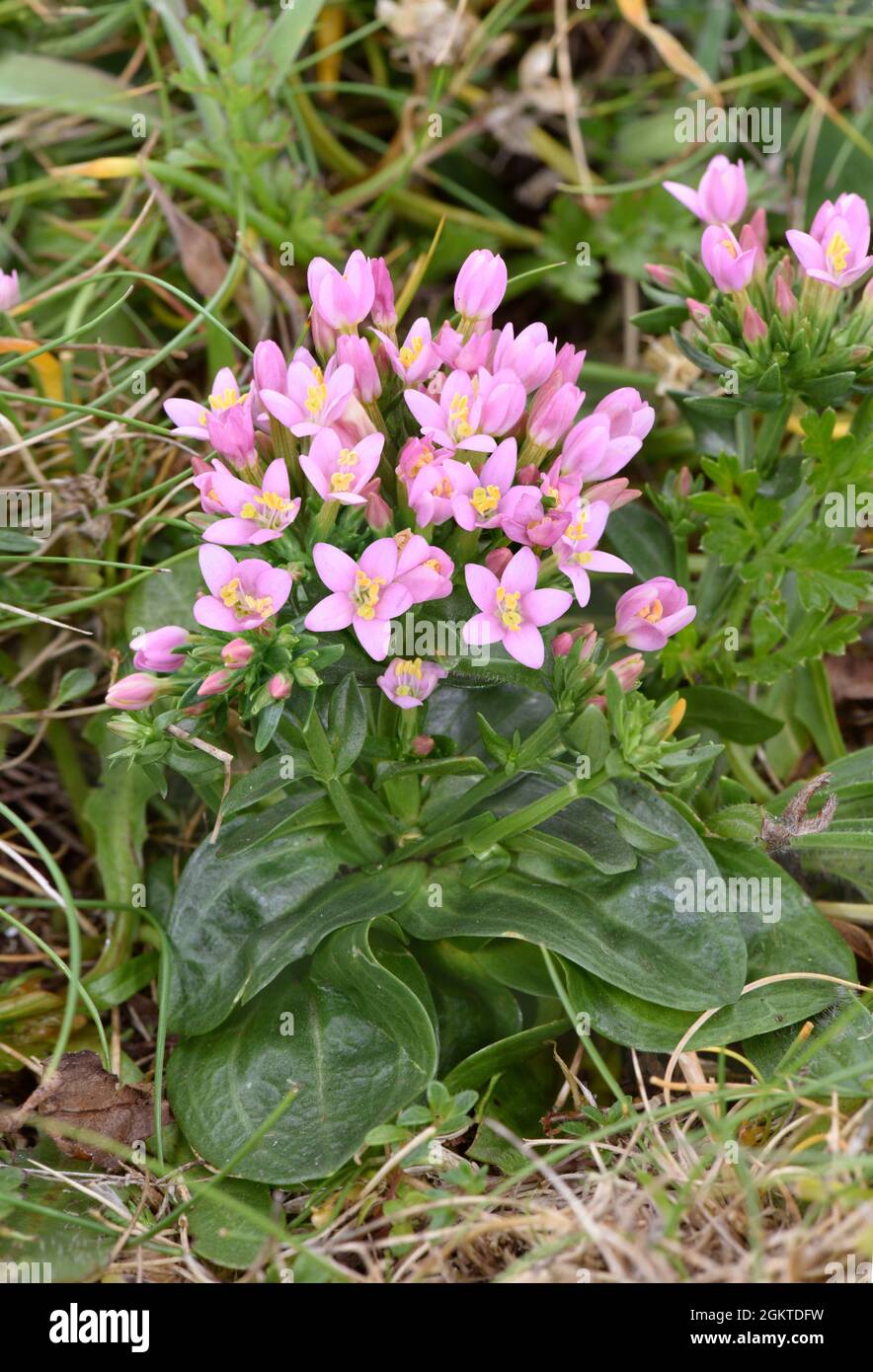 Comune - Centaury Centaurium erythraea Foto Stock