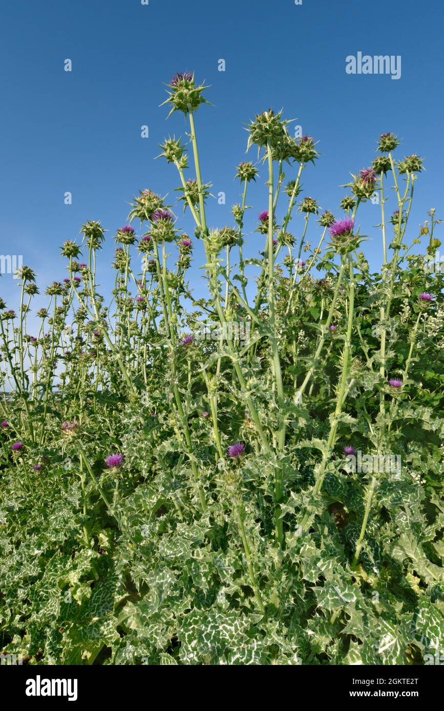 Cardo Thistle - Silybum marianum Foto Stock