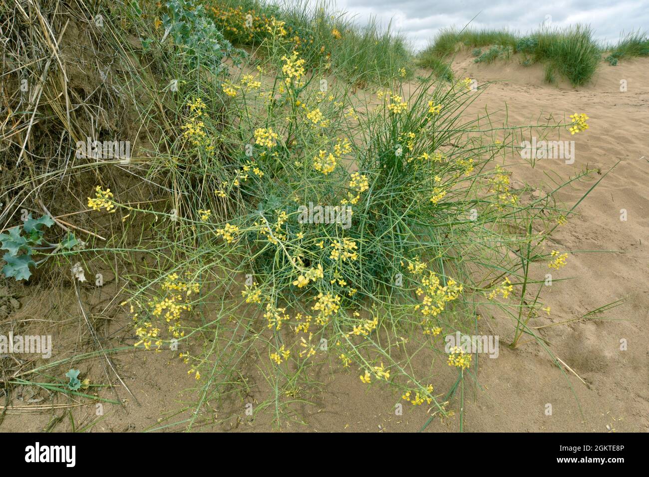 Isola di Man Cabbage - Coincia monensis ssp. Monensis Foto Stock