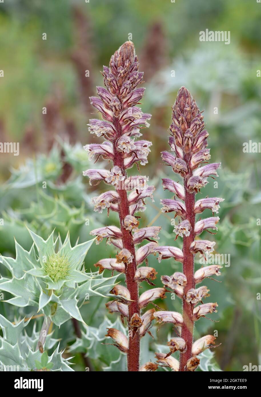 Sea Holly Broomrape - Orobanche minore ssp. Pseudoamethystea Foto Stock