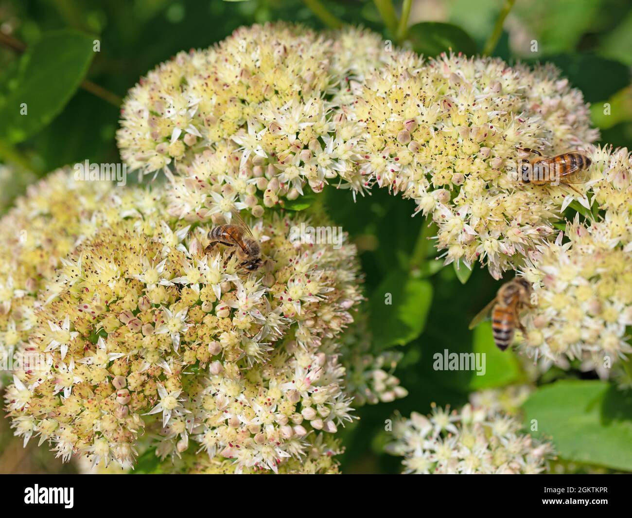 Pianta di sedum a fiore bianco, HyloTelephium telephium Foto Stock