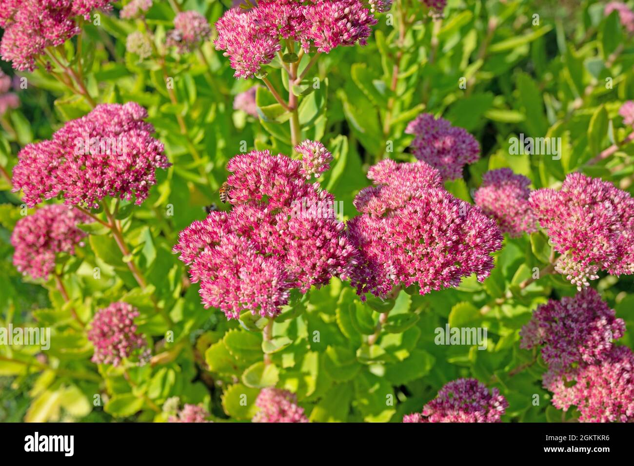 Pianta di sedum a fiore rosso, HyloTelephium telephium Foto Stock