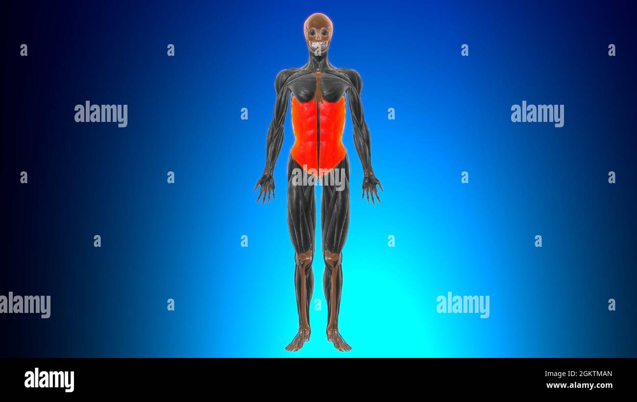 Anatomia del muscolo obliquo esterno per concetto medico illustrazione 3D Foto Stock