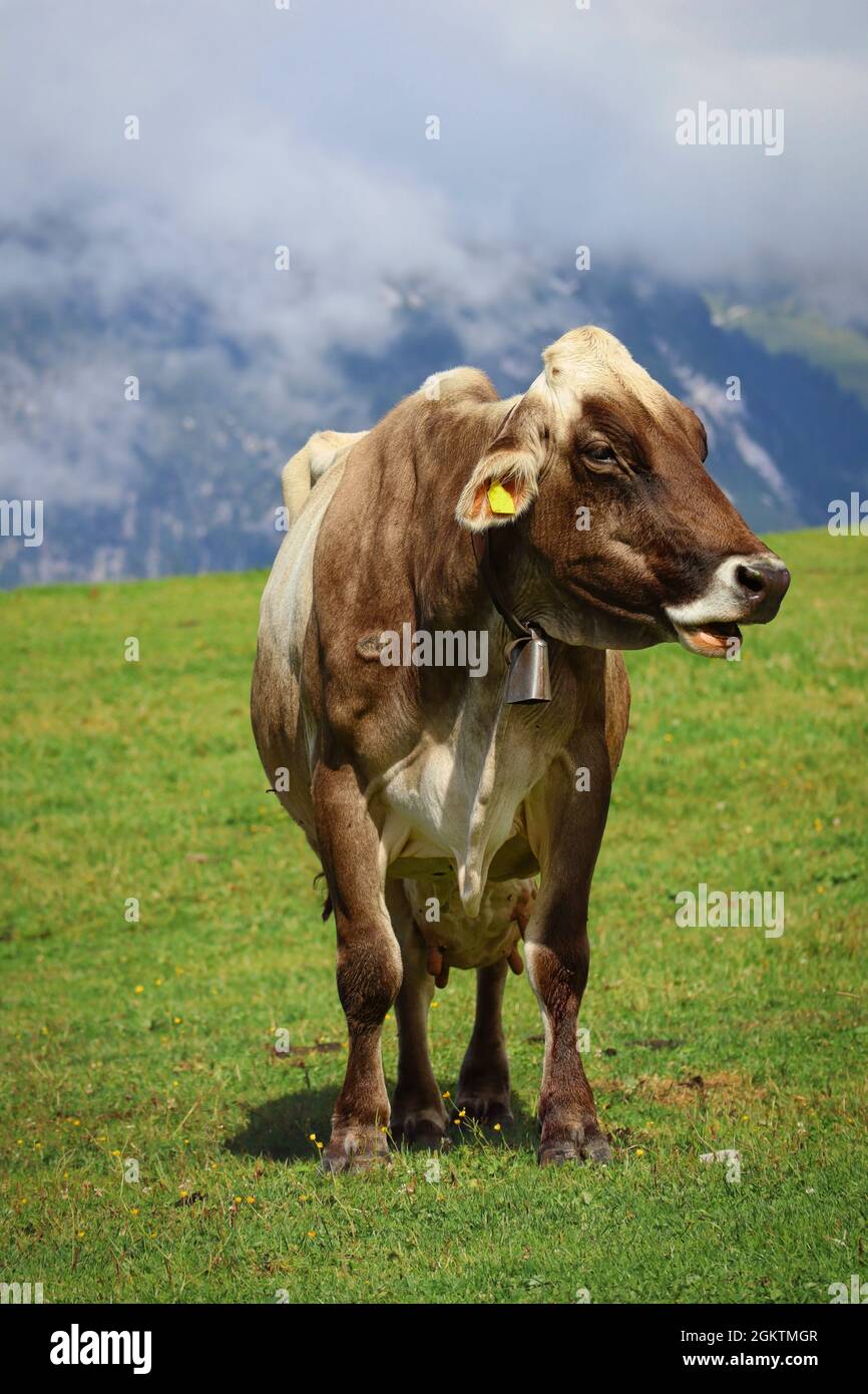 Ritratto di mucca marrone in natura Alpina Tirolo. Bestiame domestico in piedi (Bos Taurus) in Austria. Foto Stock