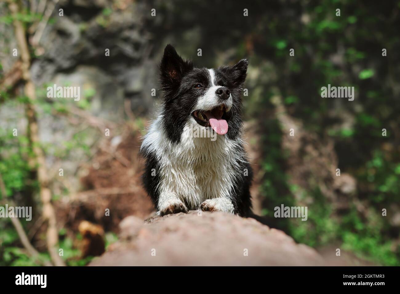 Happy Border Collie si trova su Log in Sunny Nature. Wet Black and White Dog all'aperto. Animale domestico sorridente fuori. Foto Stock