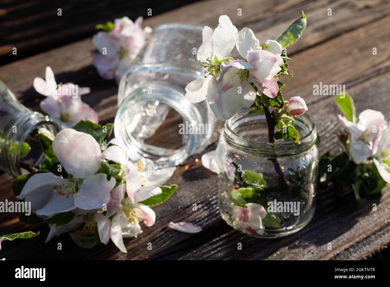 Bottiglie e vasetti di vetro trasparenti con acqua e fiori di melo su un piano rustico in legno sotto gocce d'acqua. Sfondo scuro. Foto Stock