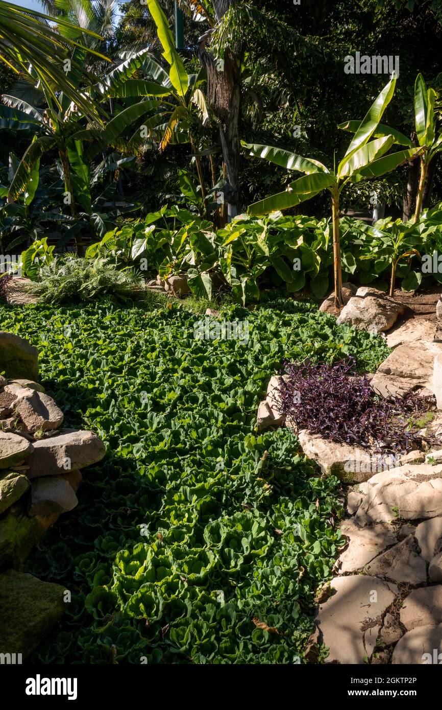 Santa Cruz, Tenerife, Spagna - 22 Dicembre, 2019. Palmetum Park a Santa Cruz , Tenerife Foto Stock