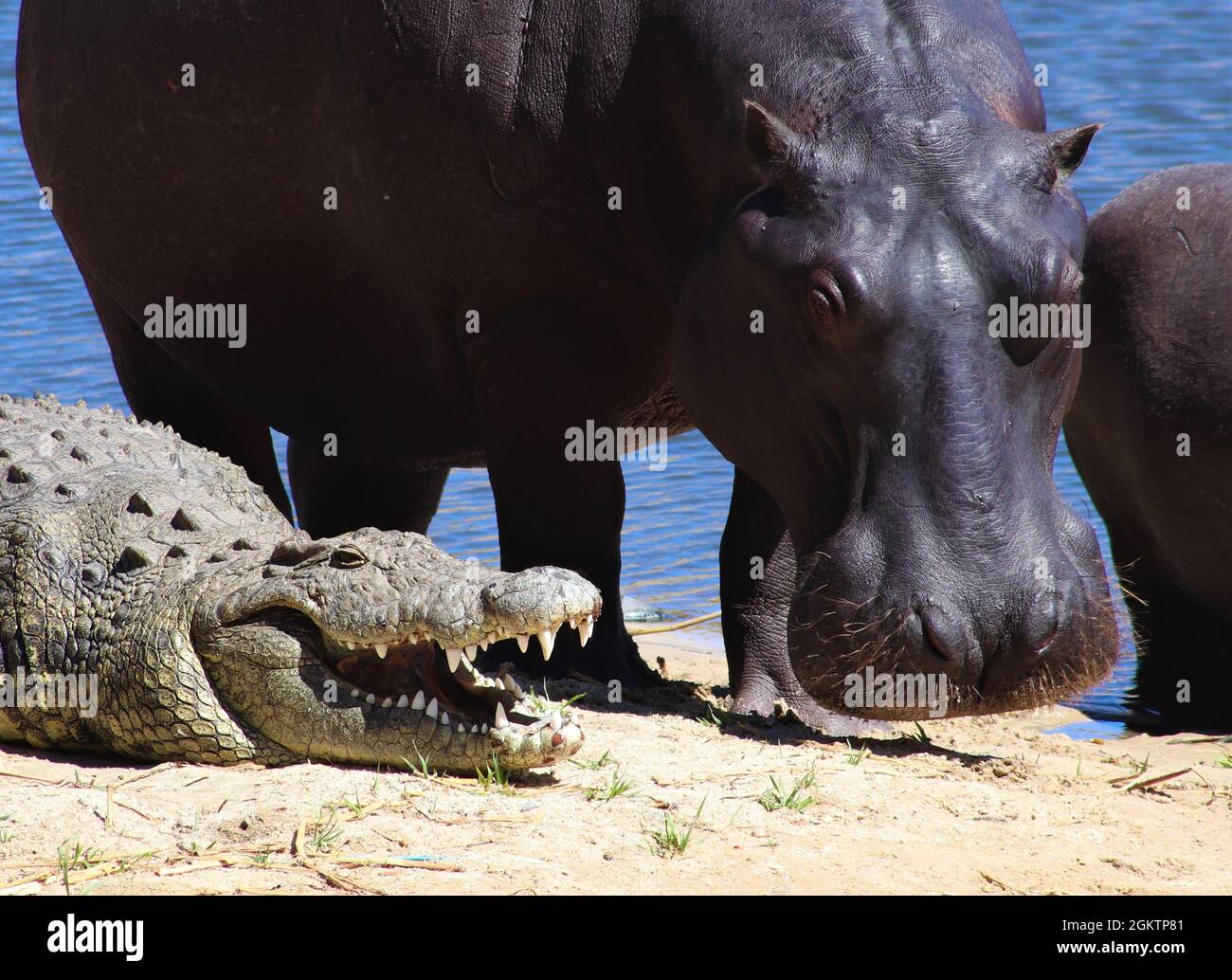 Madre ippopotamo si trova tra un coccodrillo e il suo giovane vitello. Foto Stock