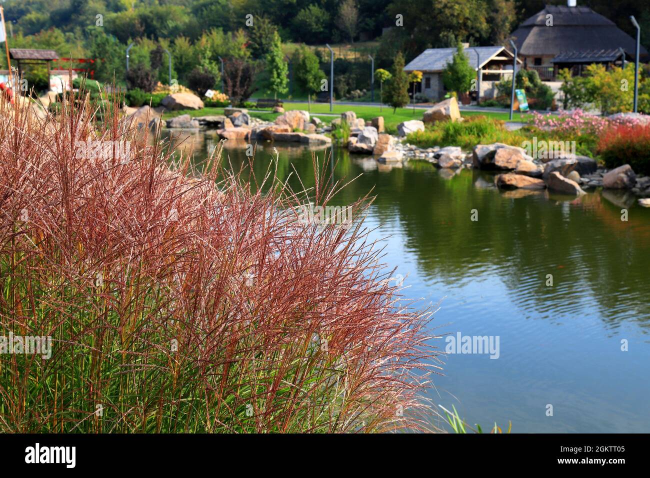 Karl Foerster Grass, Calamagrostis acutiflora cresce nel paesaggio del parco. Popolare bella perenne Ornamental Feather erba canna nel parco Foto Stock