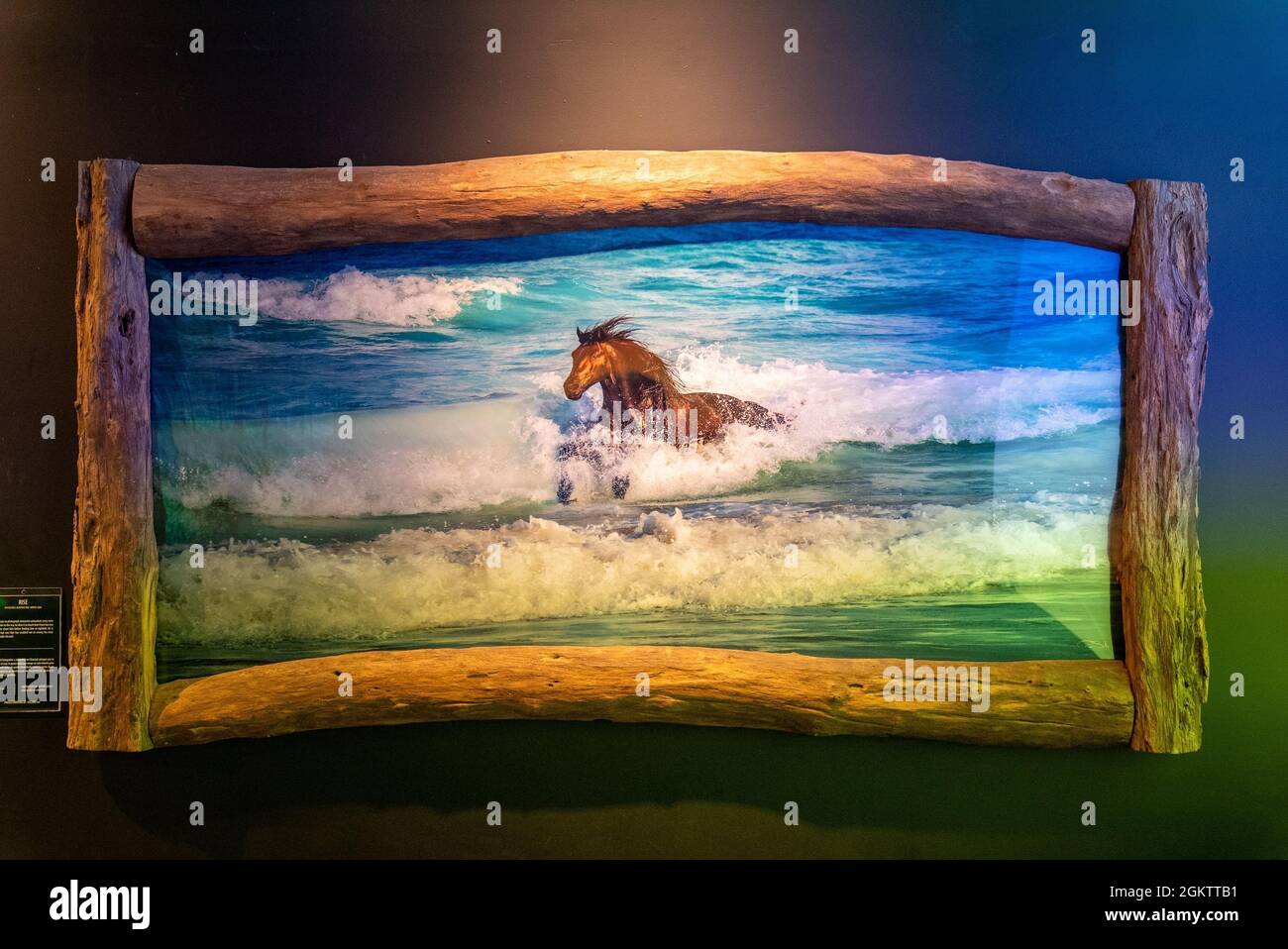 Bella parete dipinto di cavallo in mare in mostra al museo d'arte Foto Stock