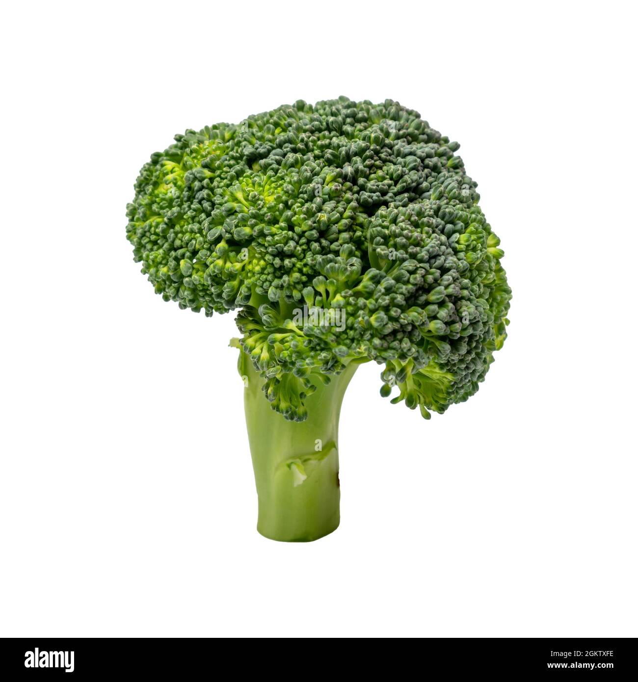 Broccoli isolati su sfondo bianco Foto Stock