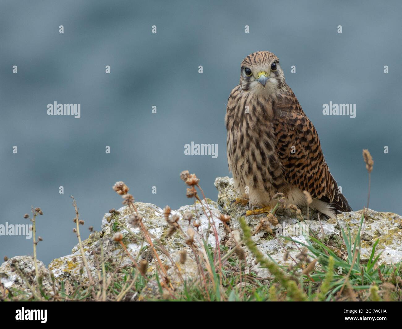 Kestrel comune arroccato sul bordo della scogliera a Swanage, Dorset, Regno Unito Foto Stock