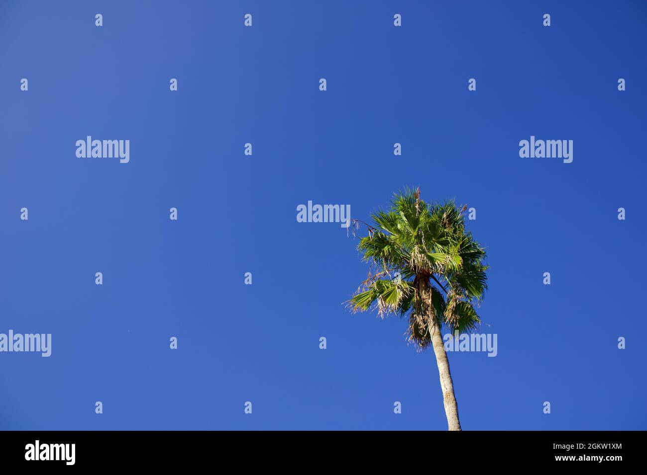 Albero di palma con un cielo blu chiaro Foto Stock