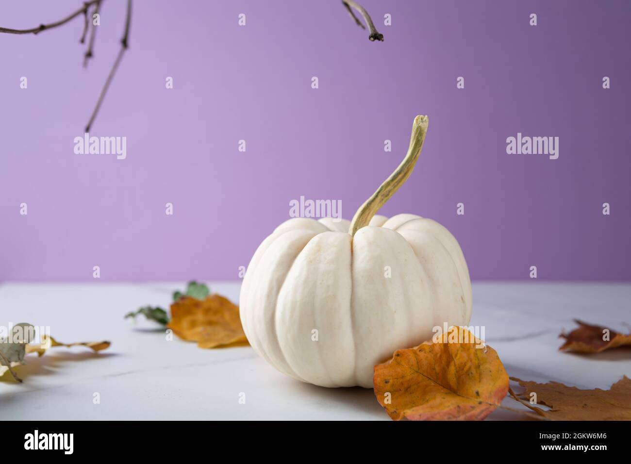 Celebrazione concettuale di Halloween o zucca bianca del Ringraziamento Foto Stock