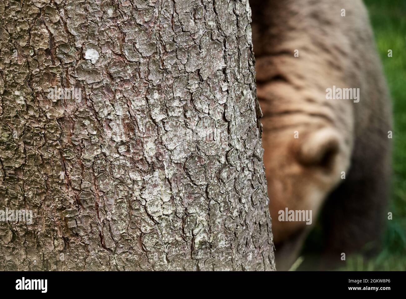 Primo piano di un orso bruno europeo dietro un tronco d'albero, Ursus arctos. Foto Stock